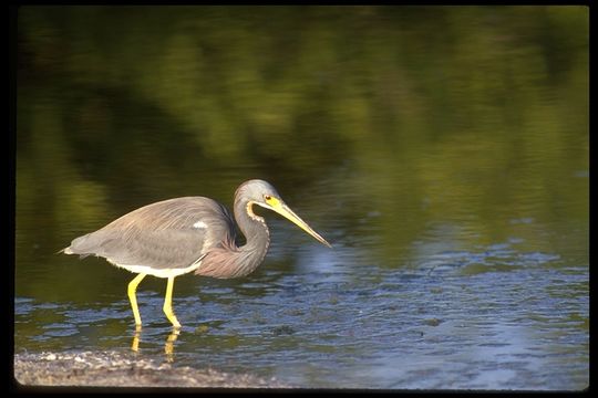 Image of Tricolored Heron