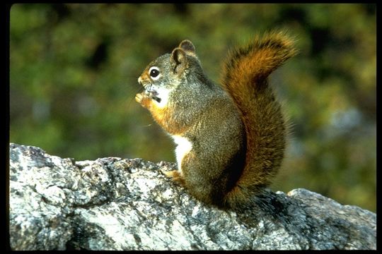 Image of American Red Sqirrel