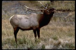 Image of <i>Cervus canadensis</i>