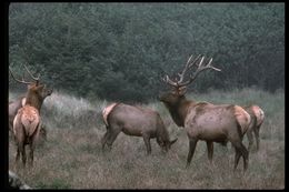 Image of <i>Cervus canadensis</i>