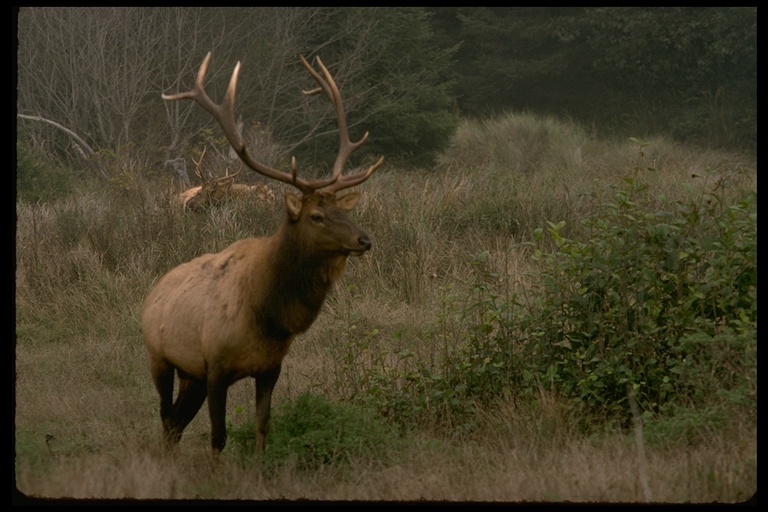 Image of <i>Cervus canadensis</i>