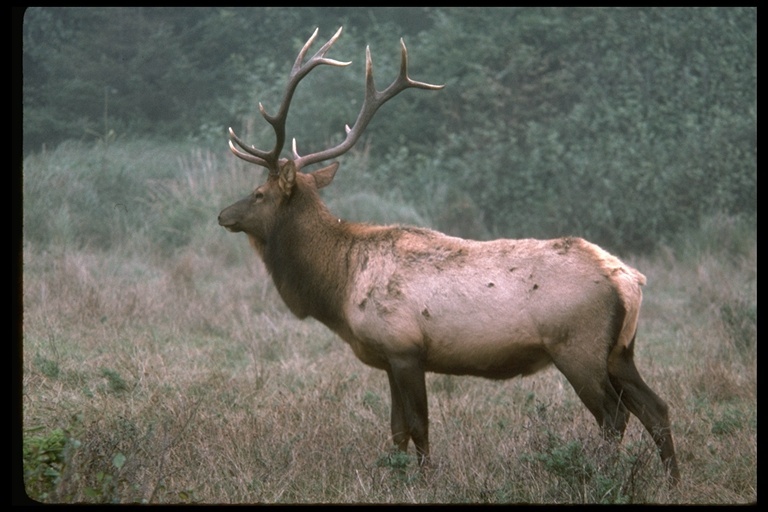 Image of <i>Cervus canadensis</i>