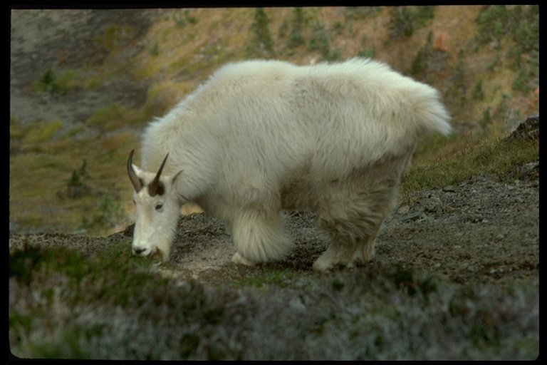 Image of Mountain Goat