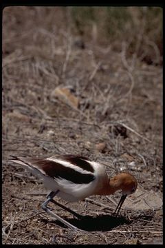 Image of American Avocet