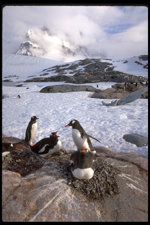 Image of Adelie Penguin