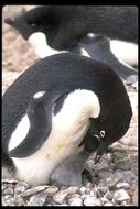 Image of Gentoo Penguin