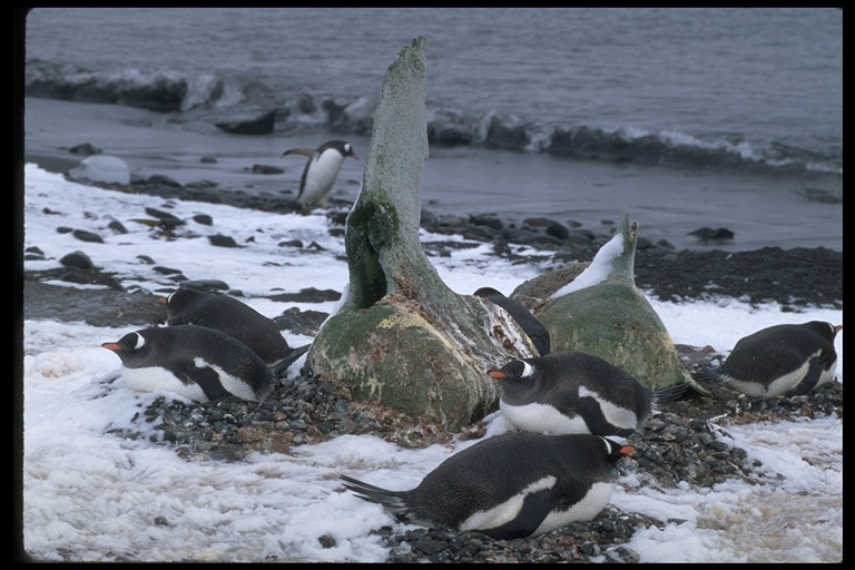 Image of Gentoo Penguin