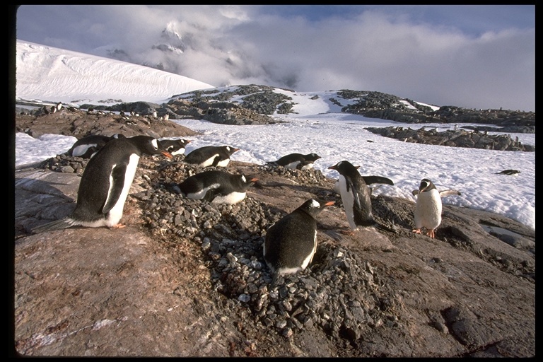 Image of Gentoo Penguin