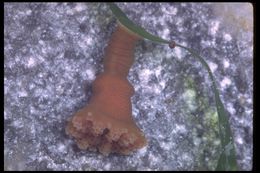 Image of trumpet stalked jellyfish