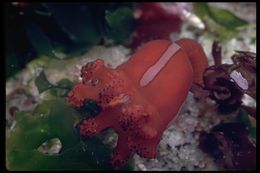 Image of trumpet stalked jellyfish