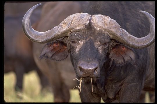 Image of African Buffalo