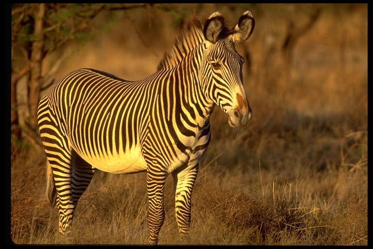 Image of Grevy's Zebra