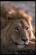 Image of African Lion