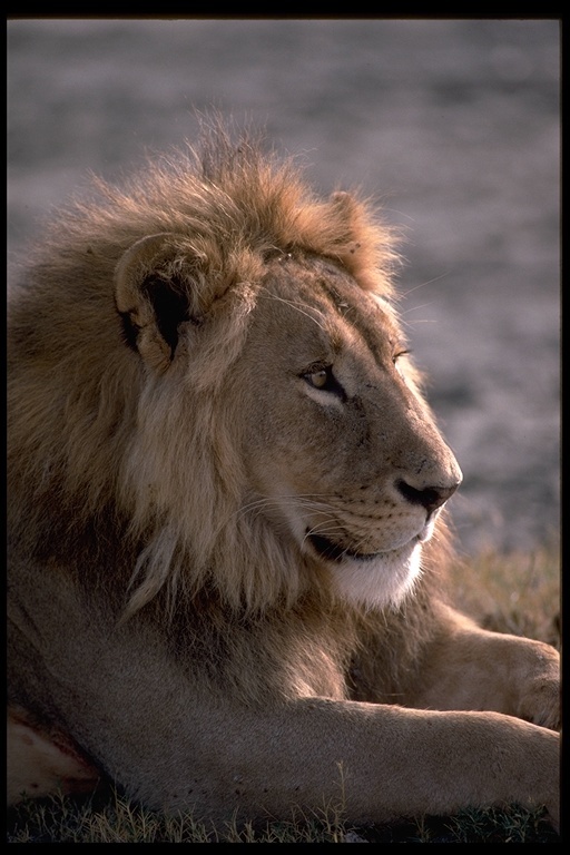 Image of African Lion