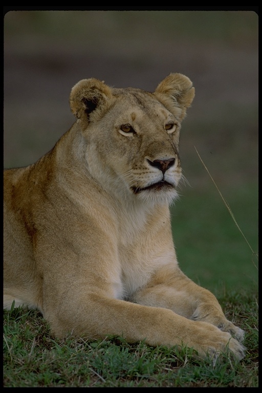 Image of African Lion