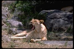 Image of African Lion