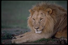 Image of African Lion