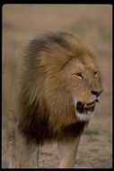 Image of African Lion