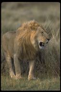 Image of African Lion