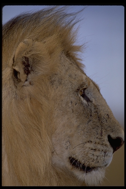 Image of African Lion