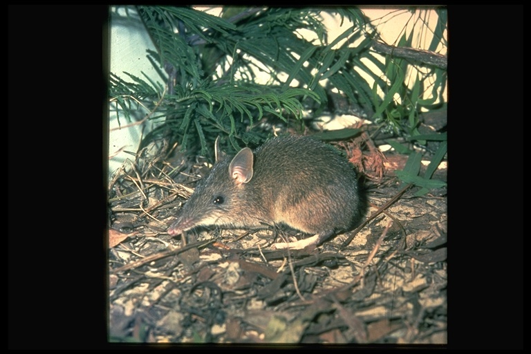 صورة Perameles nasuta É. Geoffroy Saint-Hilaire 1804