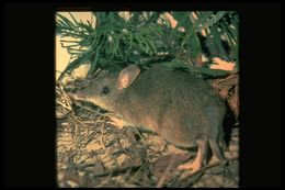 Image of Long-nosed Bandicoot