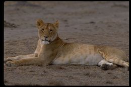 Image of African Lion