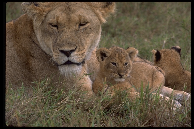 Image of African Lion