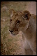 Image of African Lion