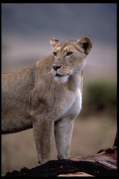 Image of African Lion