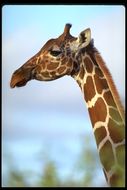 Image of Reticulated Giraffe