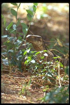 Image of White-throated monitor