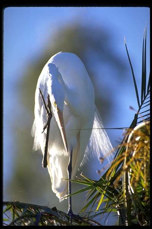 Image of Great Egret