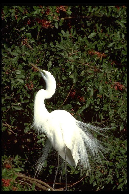 Image of Great Egret