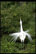 Image of Great Egret