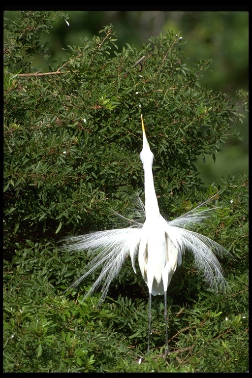 Image of Great Egret