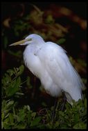 Image of Great Egret