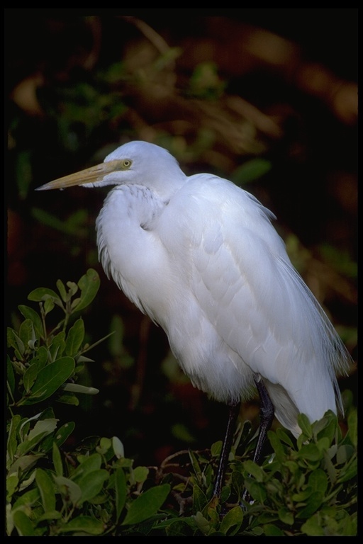 Image of Great Egret