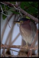 Butorides virescens (Linnaeus 1758) resmi