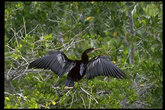 Image of Anhinga