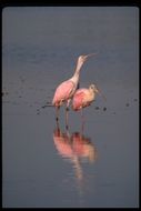 Image of Roseate Spoonbill