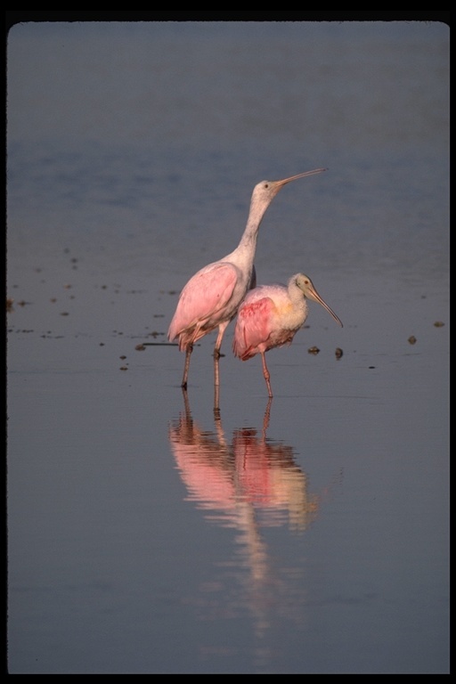 Image of Roseate Spoonbill