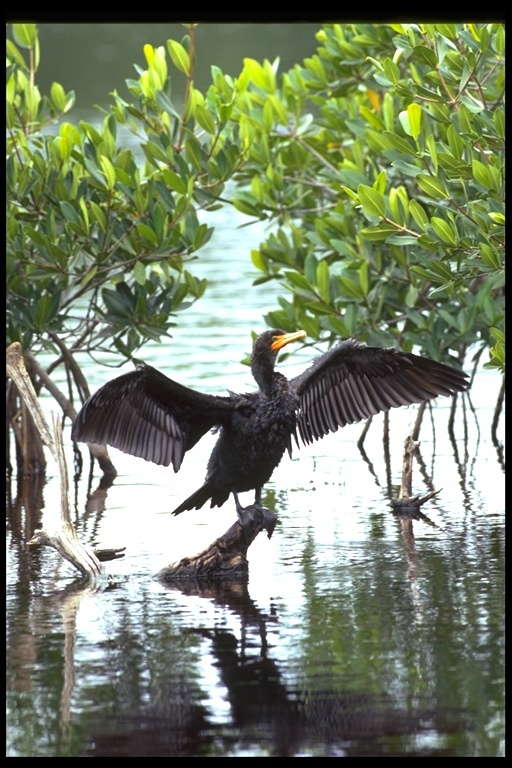 Image of Double-crested Cormorant