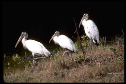 Image of Wood Stork