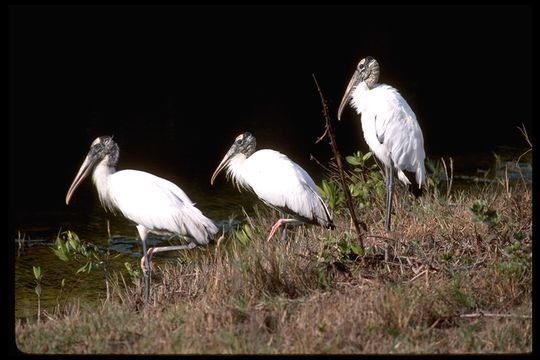 Imagem de Mycteria americana Linnaeus 1758