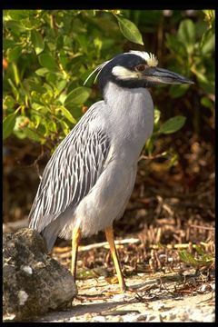 Image of Yellow-crowned Night Heron