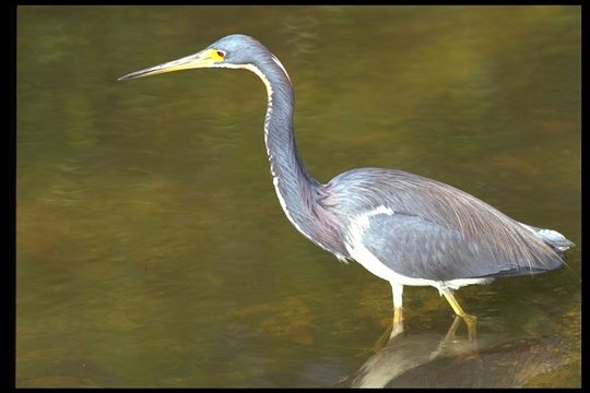 Image of Tricolored Heron