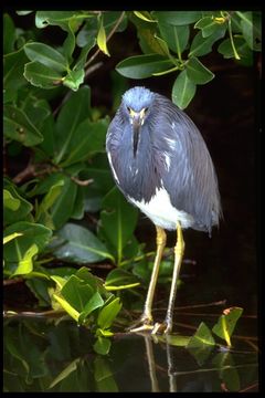 Image of Tricolored Heron