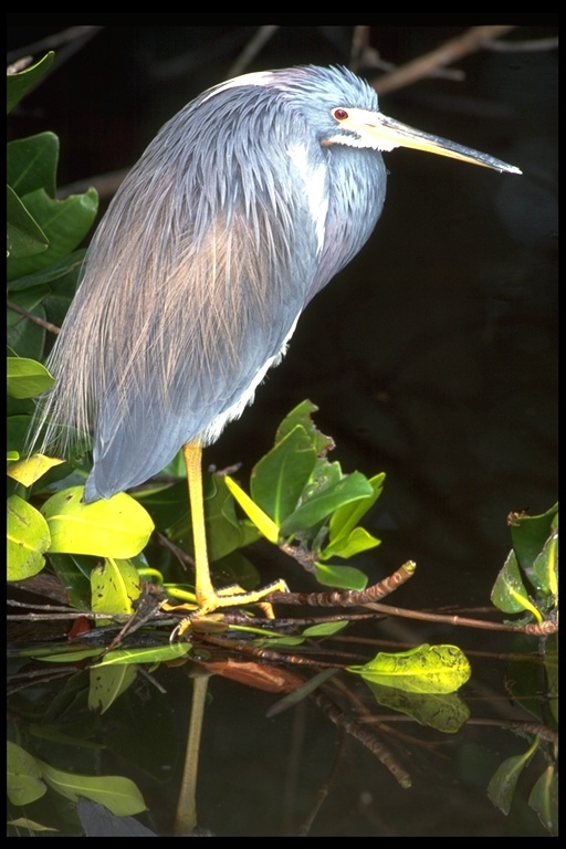 Image of Tricolored Heron