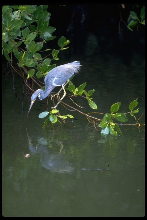 Image of Tricolored Heron